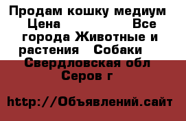 Продам кошку медиум › Цена ­ 6 000 000 - Все города Животные и растения » Собаки   . Свердловская обл.,Серов г.